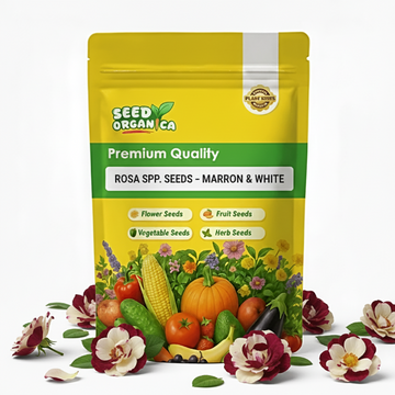 Rosa spp. Seeds – Marron & White