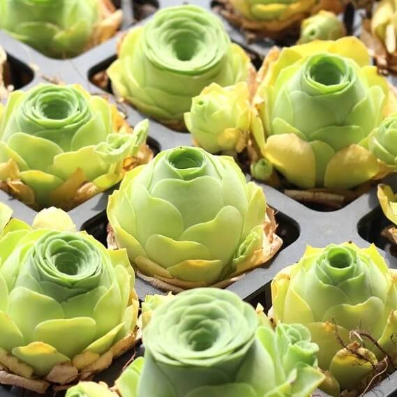 Rosa spp. Seeds – Mountain