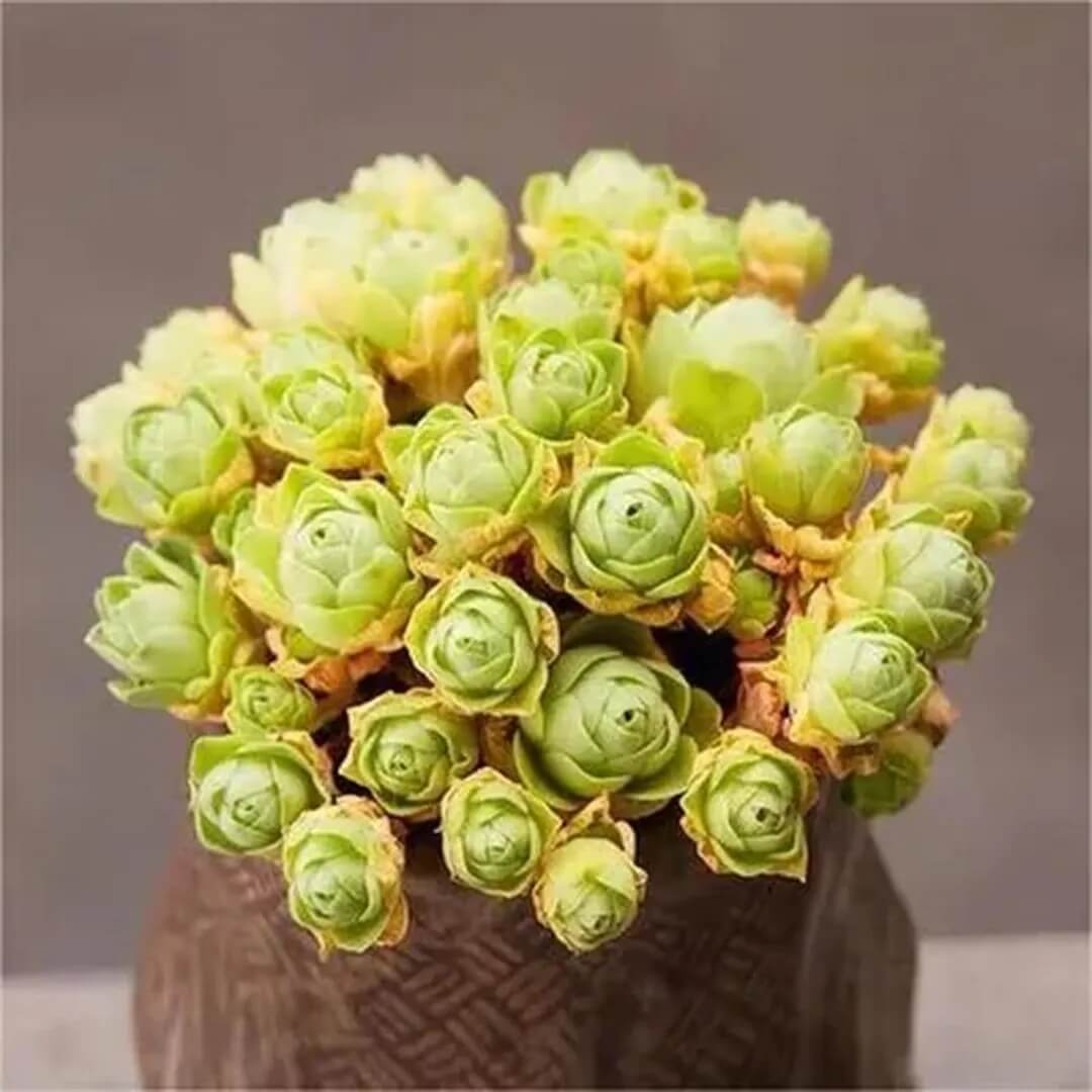 Rosa spp. Seeds – Mountain