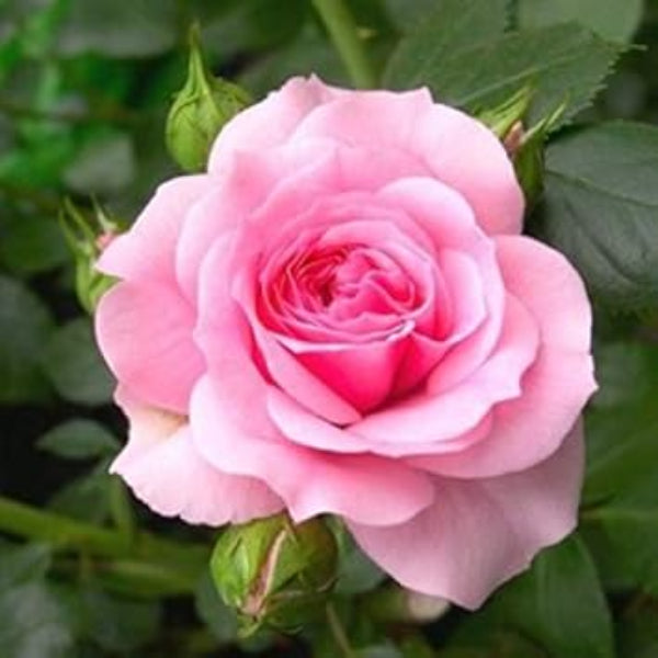 Rosa spp. Seeds – Multi-Color Rose Mix Light Pink