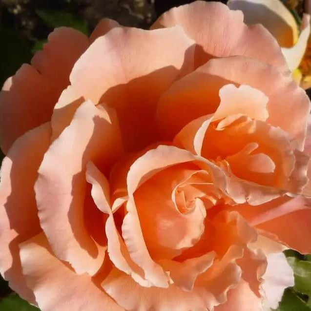 Rosa spp. Seeds – Orange Joey Hybrid Tea