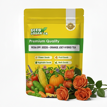 Rosa spp. Seeds – Orange Joey Hybrid Tea