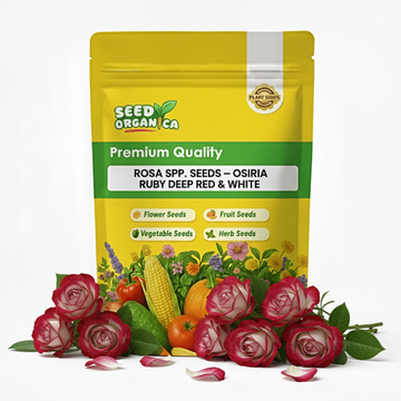 Rosa spp. Seeds – Osiria Ruby Deep Red & White