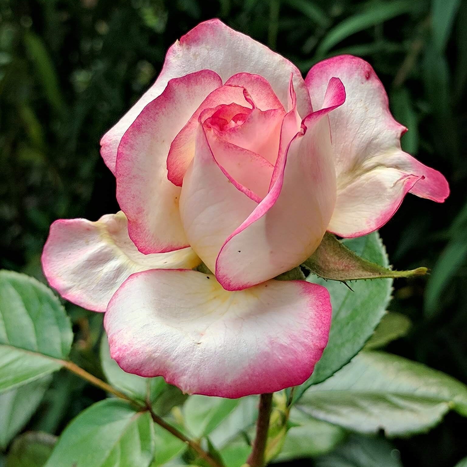 Rosa spp. Seeds – Pale Pink Osiria