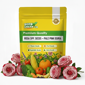 Rosa spp. Seeds – Pale Pink Osiria