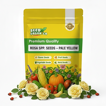 Rosa spp. Seeds – Pale Yellow