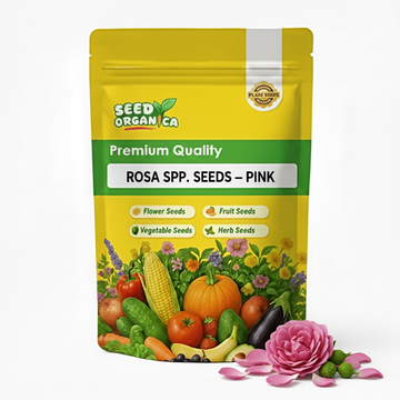 Rosa spp. Seeds – Pink