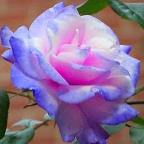 Rosa spp. Seeds – Pink & Blue