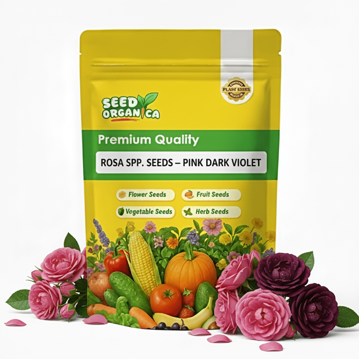 Rosa spp. Seeds – Pink Dark Violet