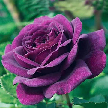 Rosa spp. Seeds – Pink Dark Violet Multi-Color