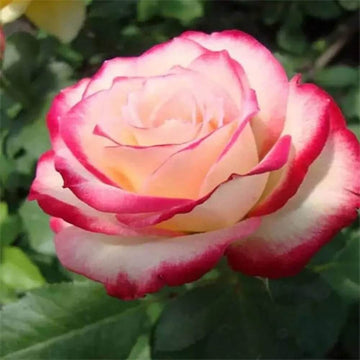 Rosa spp. Seeds – Pink Osiria