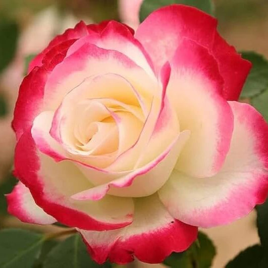 Rosa spp. Seeds – Pink Osiria