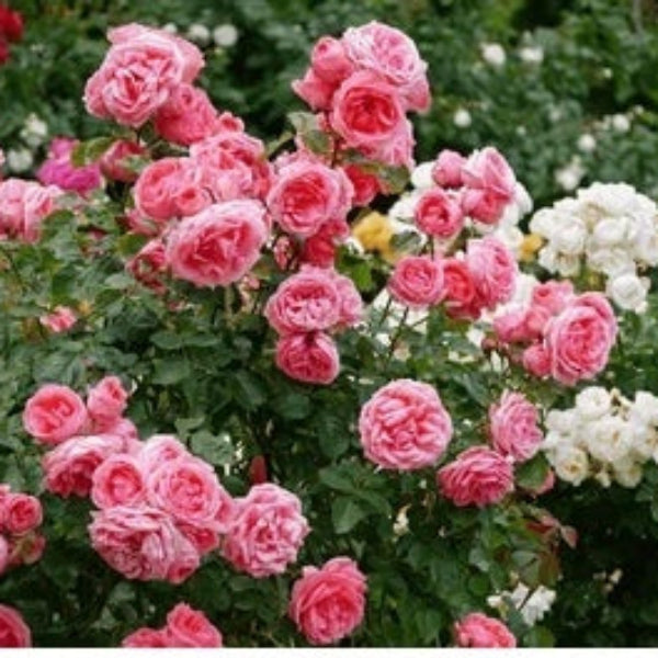 Rosa spp. Seeds – Pink Rose Tree