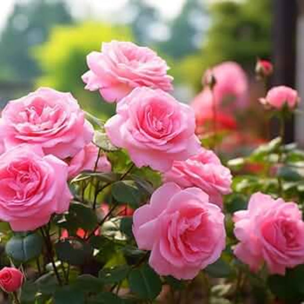 Rosa spp. Seeds – Pink Rose Tree