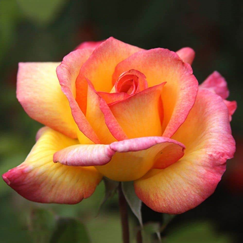 Rosa spp. Seeds – Pink & Yellow