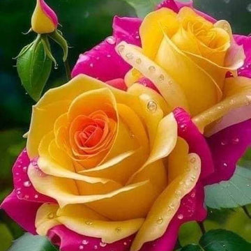 Rosa spp. Seeds – Pink & Yellow