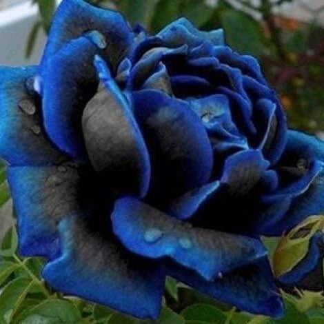 Rosa spp. Seeds – Purple Black Rose