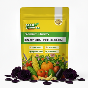 Rosa spp. Seeds – Purple Black Rose