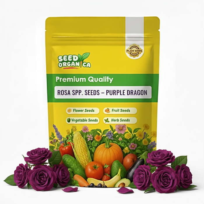 Rosa spp. Seeds – Purple Dragon