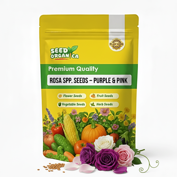 Rosa spp. Seeds – Purple & Pink
