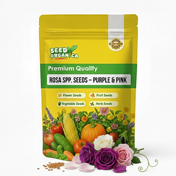 Rosa spp. Seeds – Purple & Pink