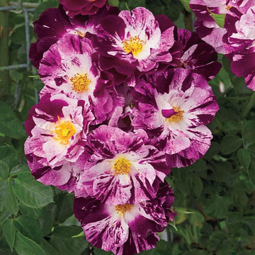 Rosa spp. Seeds – Purple & White Climbing