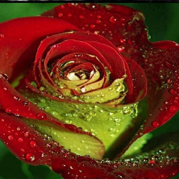 Rosa spp. Seeds – Red & Green