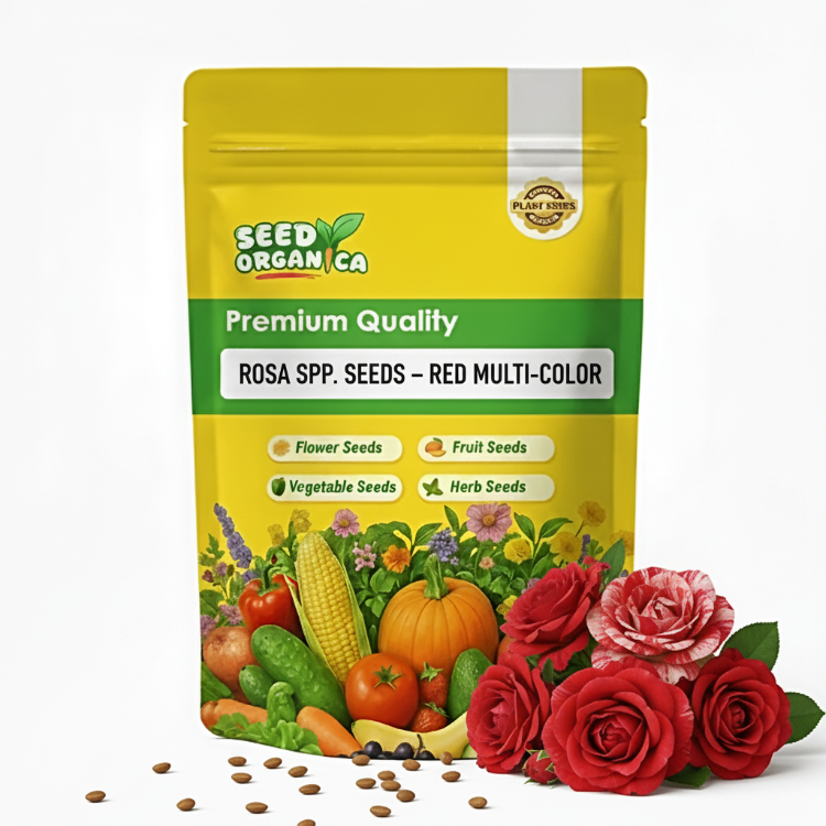 Rosa spp. Seeds – Red Multi-Color