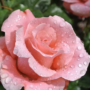 Rosa spp. Seeds – Salmon Pink