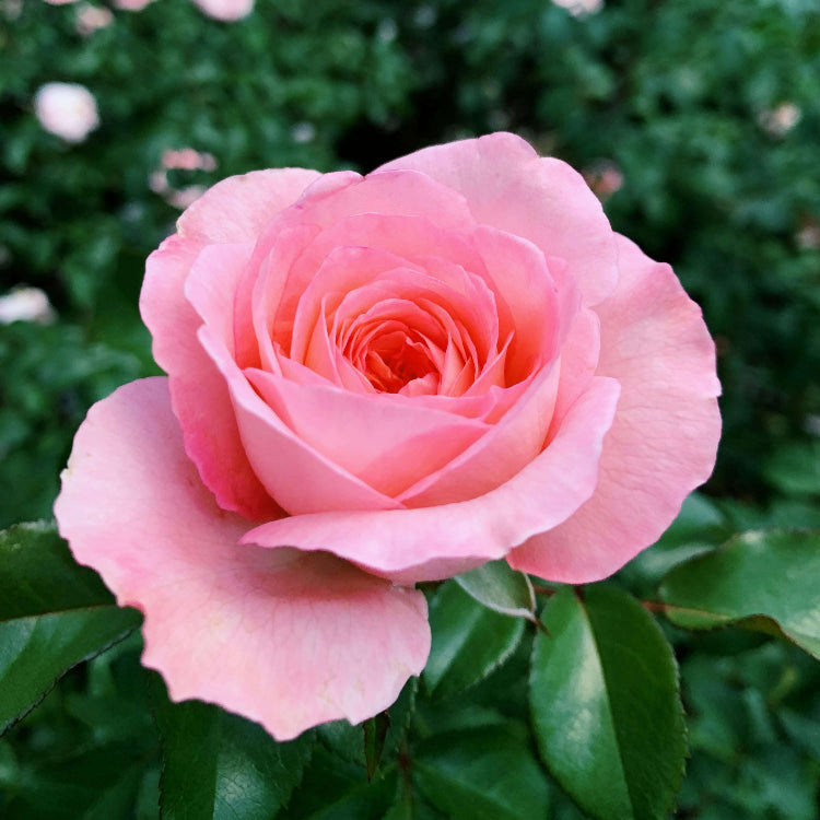 Rosa spp. Seeds – Salmon Pink