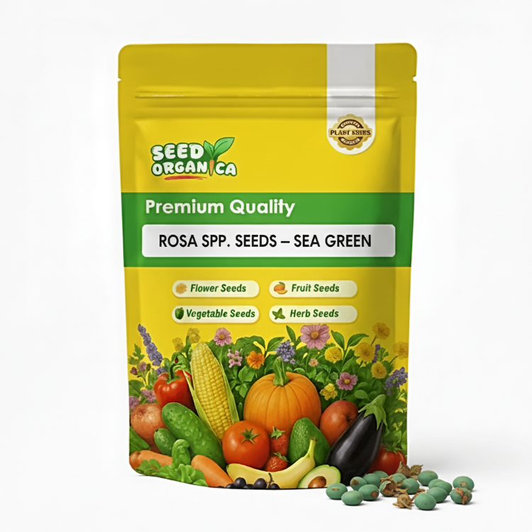 Rosa spp. Seeds – Sea Green