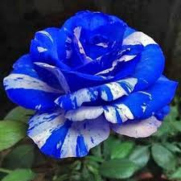 Rosa spp. Seeds – Tiger Stripe Blue
