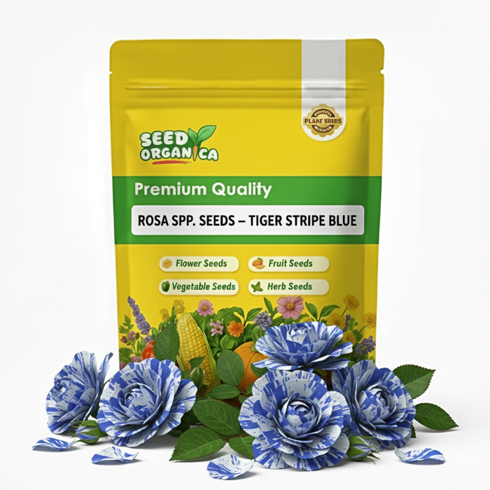 Rosa spp. Seeds – Tiger Stripe Blue