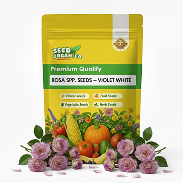 Rosa spp. Seeds – Violet White