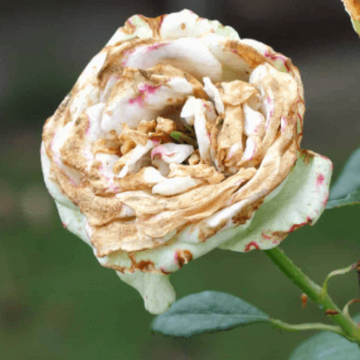 Rosa spp. Seeds – White & Brown