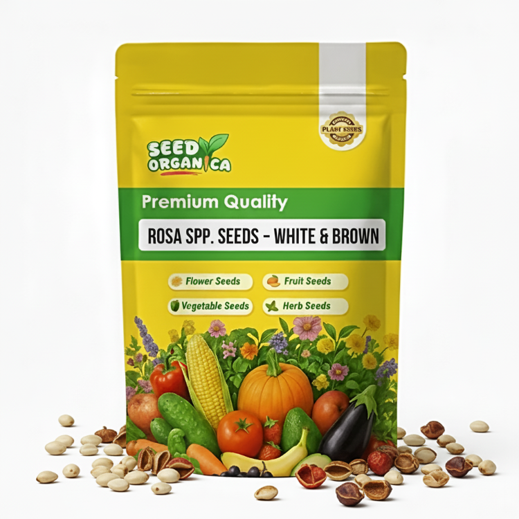 Rosa spp. Seeds – White & Brown