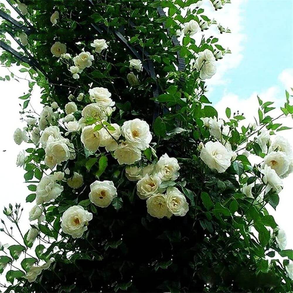 Rosa spp. Seeds – White Climbing
