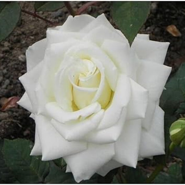 Rosa spp. Seeds – White Rose