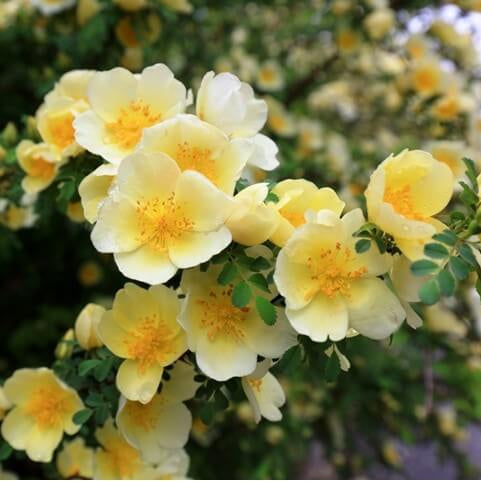 Rosa spp. Seeds – Yellow Hugo