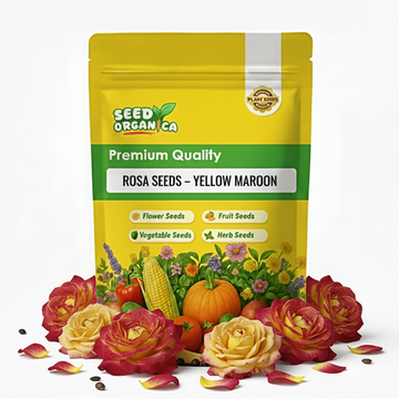 Rosa spp. Seeds – Yellow Maroon