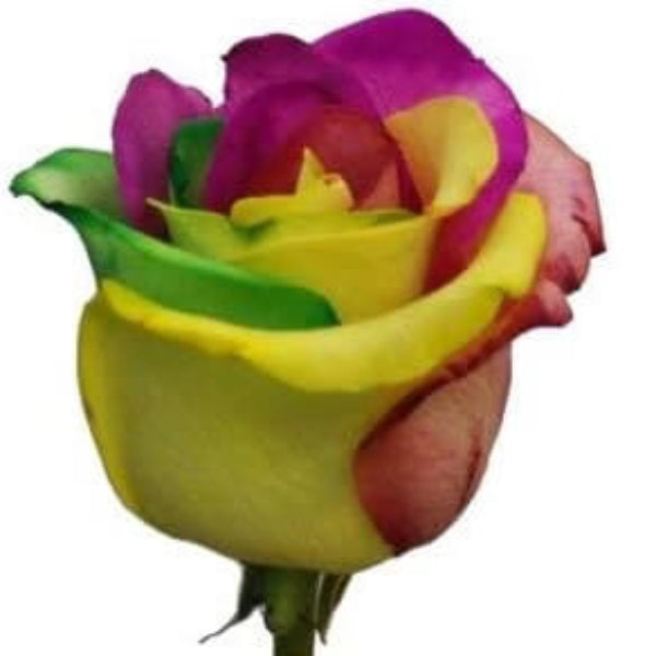 Rosa spp. Seeds – Yellow Mix