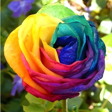 Rosa spp. Seeds – Yellow Rainbow