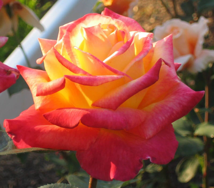 Rosa spp. Seeds – Yellow Red Climbing