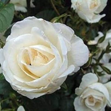 Rosa spp. Seeds – White Rose