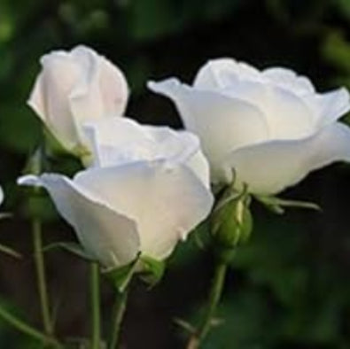 Rosa spp. Seeds – White Rose
