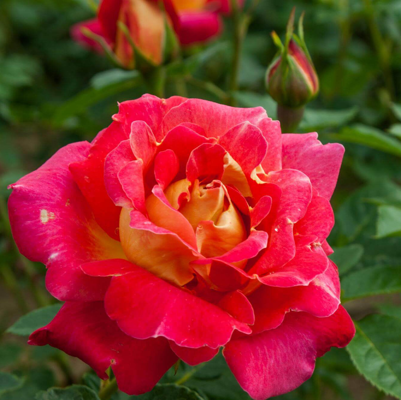 Rosa spp. Seeds – Yellow Red Climbing