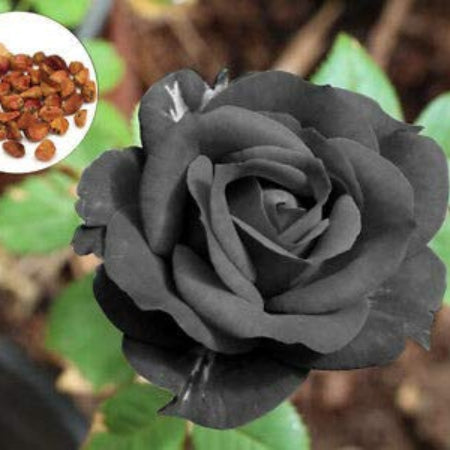 Rosa spp. Seeds – Dark Grey