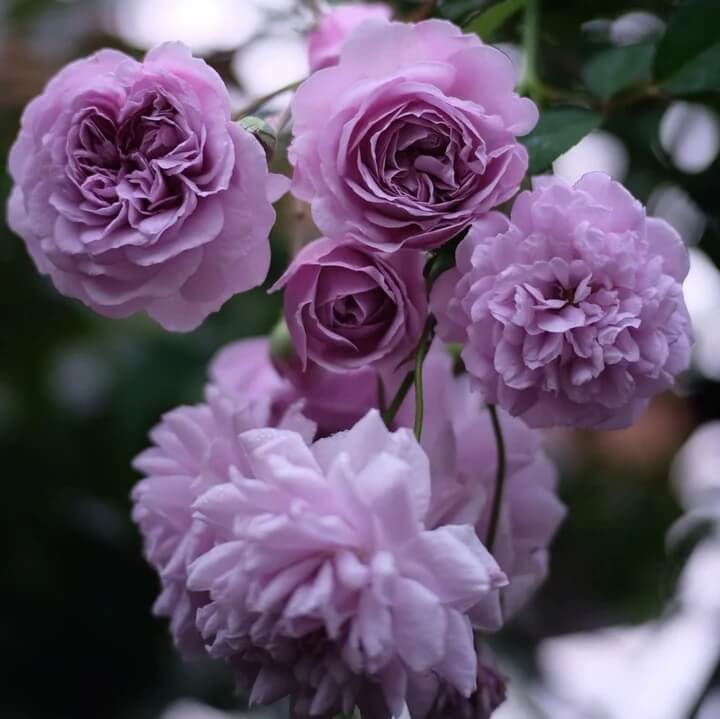 Rosa spp. Seeds – Light Purple Climbing
