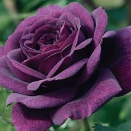 Rosa spp. Seeds – Purple Dragon