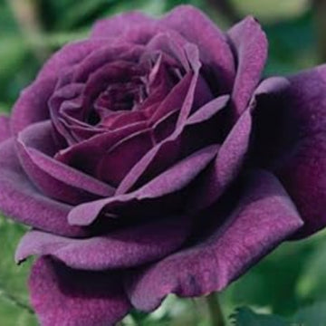 Rosa spp. Seeds – Purple Dragon